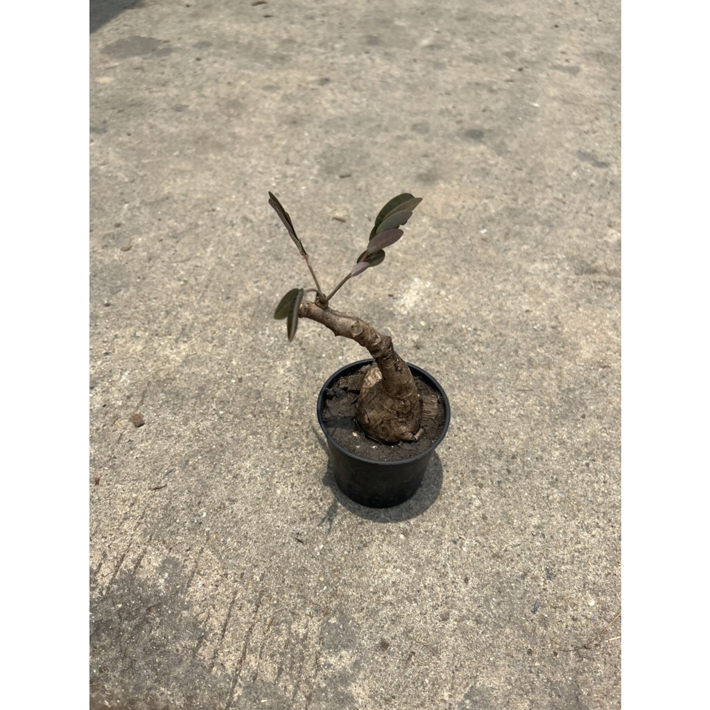 มุมมอง 2