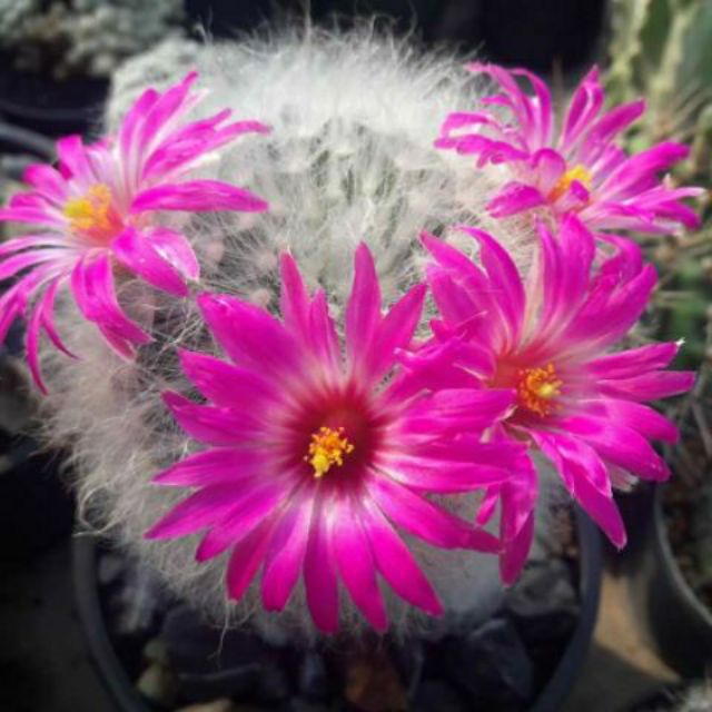 แมมขนแมวไร้หนามกราฟ mammillaria guelzowiana lau 640