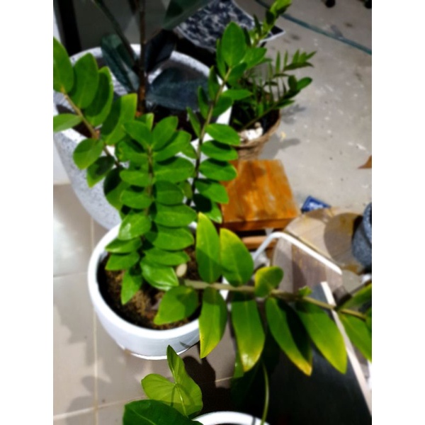 My Image 4