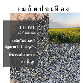 เมล็ดปอเทือง 10 กก. ปลูกเพิ่มไนโตรเจนให้ดิน เมล็ดใหม่ เมล็ดพันธุ์ปอเทือง