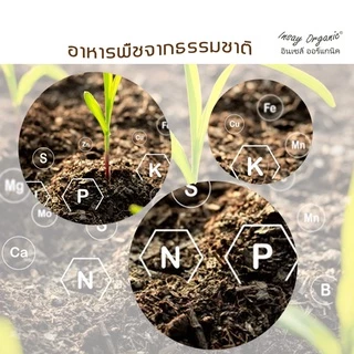 น้ำหมักปลาทะเล INSAY ฮอร์โมนพืชกระตุ้นดอก ส่งเสริมการเจริญเติบโตพืชผักทุกชนิด ขนาด 1 ลิตร