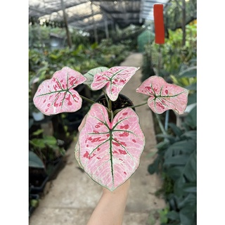 🔥บอนสีสตอเบอรี่สตาร์🔥Caladium strawberry star💕น่ารักมาก💕💕