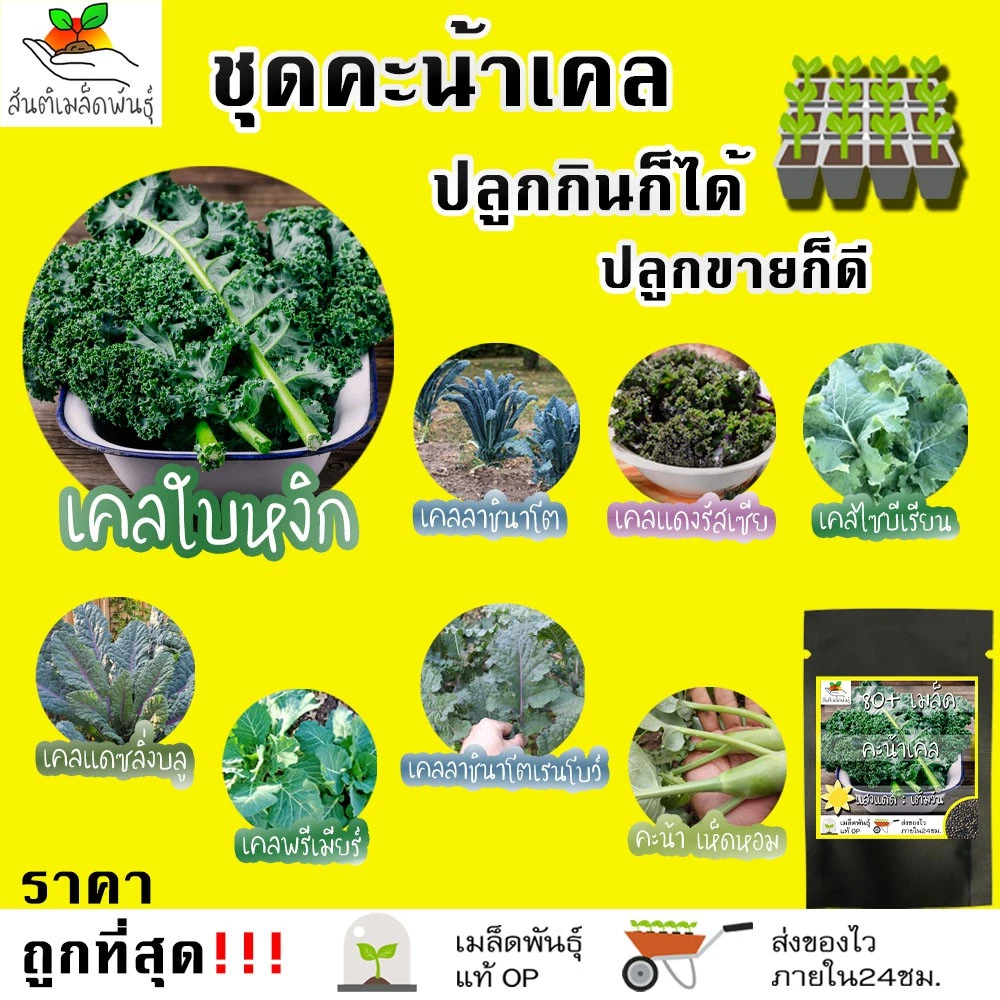 เมล็ดพันธุ์ ชุดคะน้าเคล ขายดีที่สุด ปลูกกินก็ได้ ปลูกขายก็ดี โตไว พร้อมส่ง เคลใบหงิก/เคลลาชินาโต/เคลแดงรัสเซีย/เคลไดโน