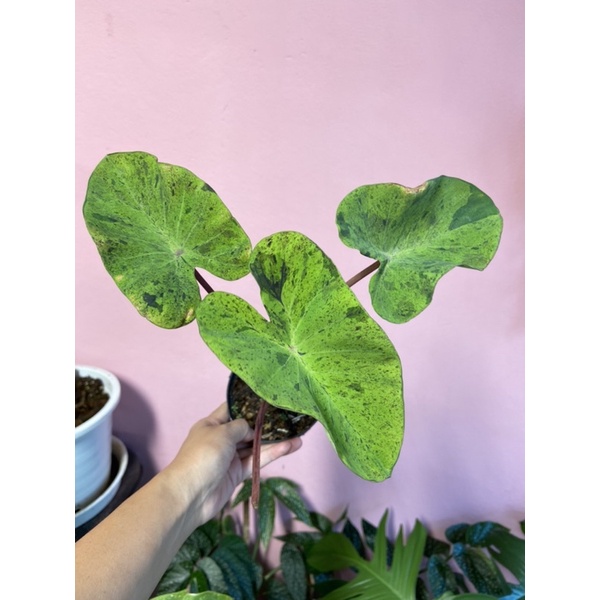 Colocasia mojito 🖤🖤💚💚ดำดี รากดี 💚💚🖤🖤