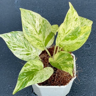 พลูราชินีหินอ่อน (Marble Queen)(ถูกสุด)