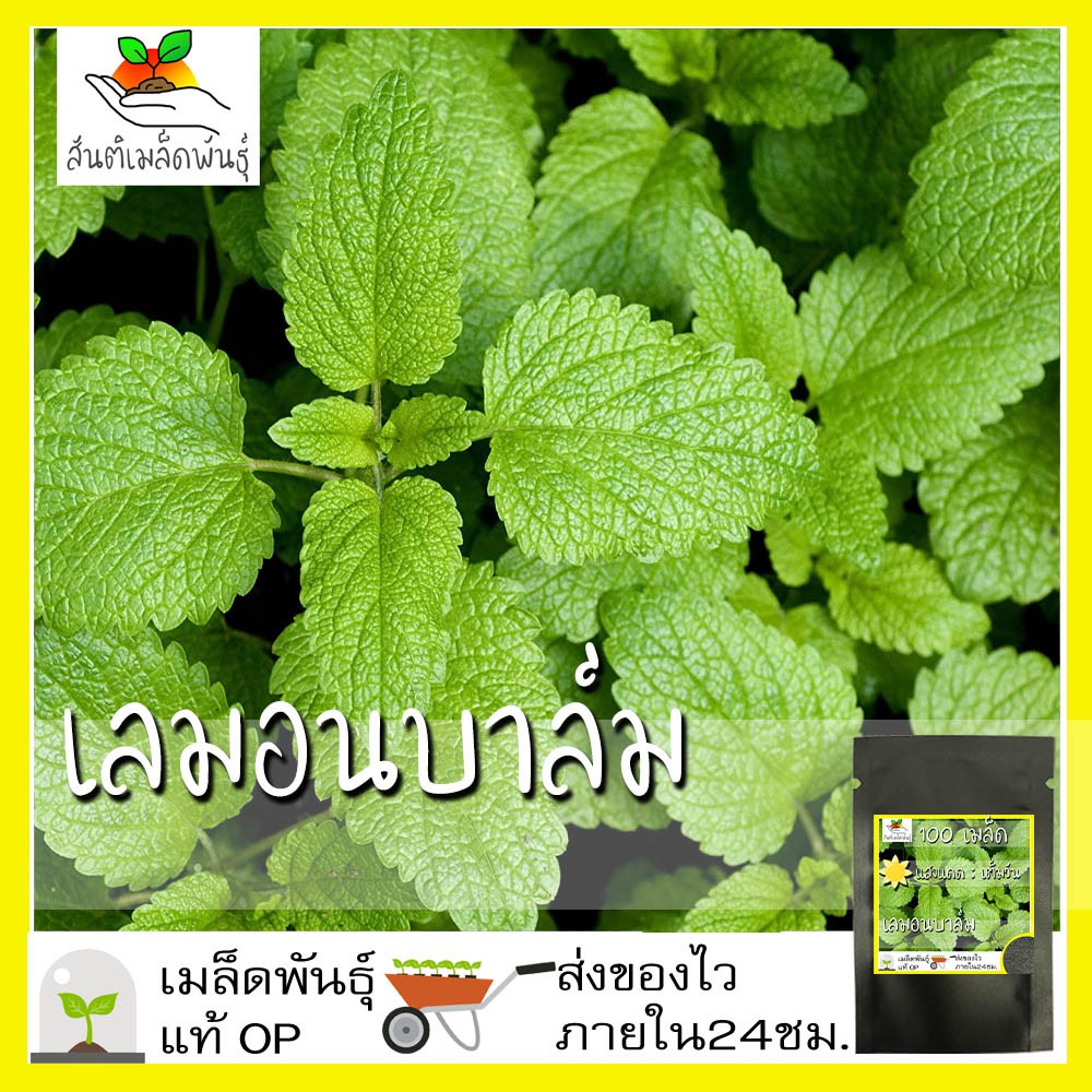 เมล็ดพันธุ์ เลมอนบาล์ม 100 เมล็ด Lemon blam เมล็ดพันธุ์แท้100% นำเข้าจากต่างประเทศ ปลูกผัก สวนครัว ถูกดี เพาะง่าย พืชสวน