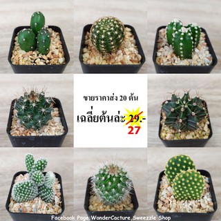 กระบองเพชร แคคตัส (Cactus) ขายส่ง 20 ต้น ราคาถูก เฉลี่ยต้นล่ะ 25.-  หลายหลายสายพันธุ์ตามภาพ จัดส่งทั้งกระถาง