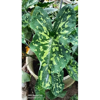 Colocasia Hilo Beauty (เสือพราน)