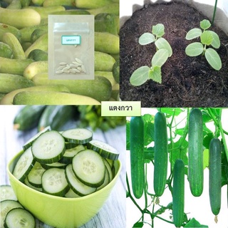 เมล็ดแตงกวา 15 เมล็ด (ซื้อ10แถม1 คละได้)