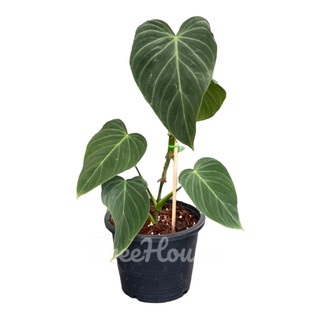 ฟิโลเดนดรอน สเปนดิด (Philodendron Splendid) กระถาง 6 นิ้ว