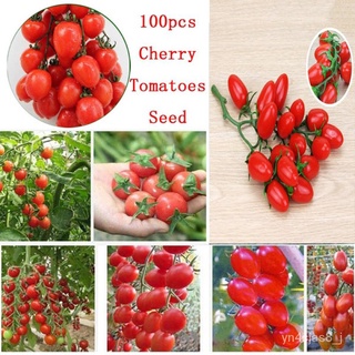 （อัตราการปลูกสูง）Cherry Tomato Seeds เมล็ดพันธุ์มะเขือเทศเชอร์รี่ เมล็ดพันธุ์ผัก ผักสวนครัว ปลูกง่าย ทนโรค ทนร้อน  Veget