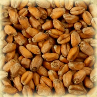 Wheat Malt - (Bestmalz) (1lbs)