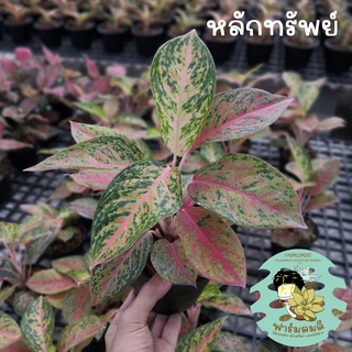 อโกลนีมา หลักทรัพย์ Aglaonema "Luk-Sup" 5-7ใบ กระถาง 5"