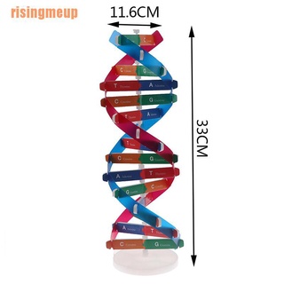 Risingmeup (~) โมเดลนมมนุษย์ Dna ของเล่นวิทยาศาสตร์ เพื่อการศึกษา