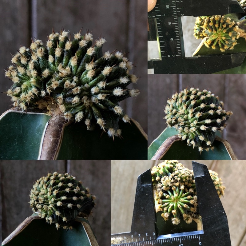 [27 มี.ค.] LB2178คริส ยิมโนด่าง ยิมโนคริส ยิมโนด่างกราฟ t-rex LB2178 t-lux goti แคคตัส cactus ไม้กรา