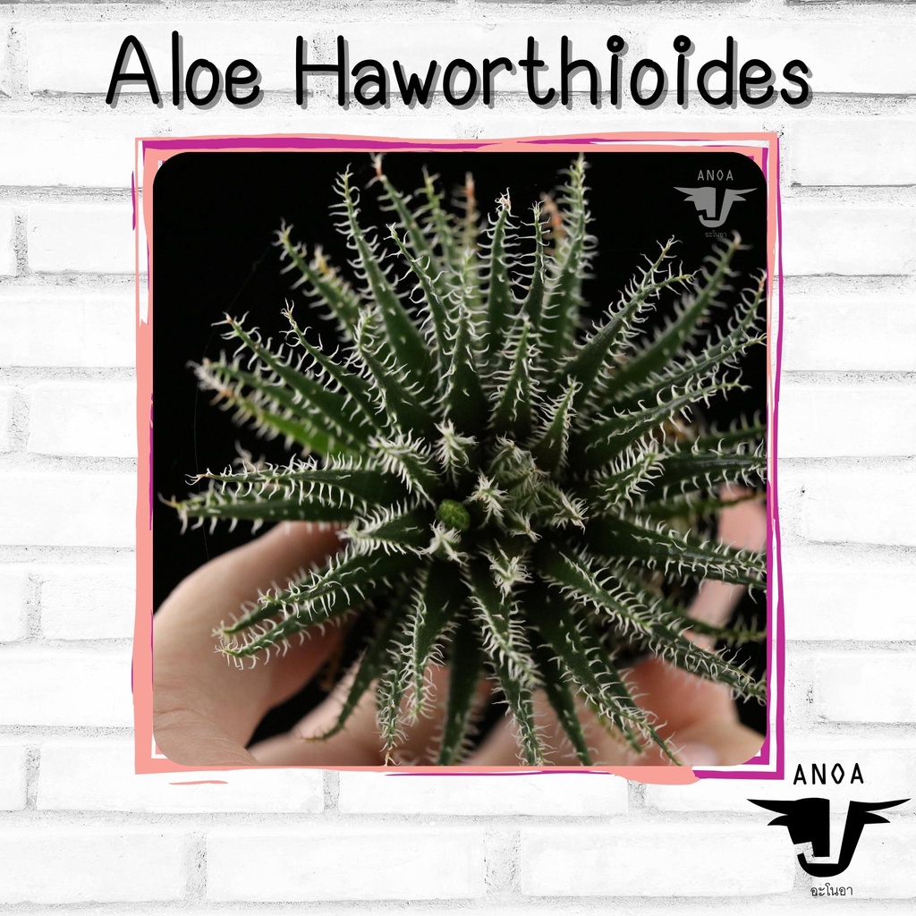 Aloe hybrids haworthioides ฟอร์มสวย เลี้ยงง่ายมากก ไม้อวบน้ำ Succulent ไม้น่าสะสม
