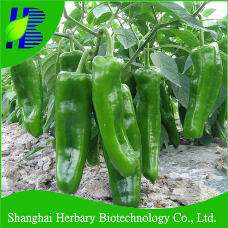 เมล็ดพันธุ์พริกชี้ฟ้าขนาดใหญ่ ผลยาวประมาณ 20 ซม สำหรับปลูก สายพันธุ์นำเข้าจากเซี่ยงไฮ้ประเทศจีน - รูปที่ 2