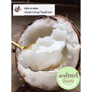 ✅ พร้อมส่ง❗️ราคาดีที่สุด ถูกมาก❗️มะพร้าวกะทิลูก🌴 มะพร้าวกะทิ มะพร้าวกะทิเนื้อฟู มะพร้าวกะทิน้ำข้น มะพร้าวกะทิพร้อมทาน