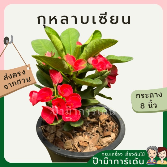 มุมมอง 5