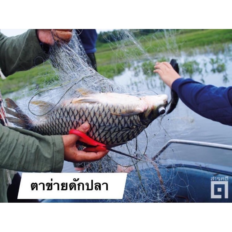 #ไหลมอง ดักปลา 18 เซ็นลึก 3.5 เมตร ‼️🅰️ ดักปลาน้ำโขง