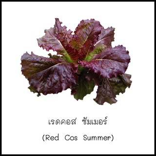 เมล็ดเรดคอส ซัมเมอร์ (Red cos summer) 100 เมล็ด [10 แถม 1 คละได้]