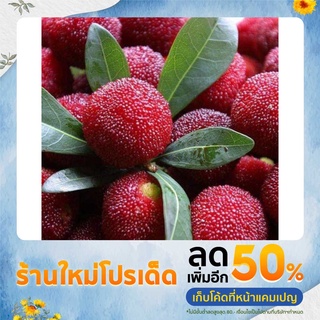 เมล็ดหยางเหมย / เอี่ยบ้วย / bayberry (ไม่ใช่ผลนะคะ)