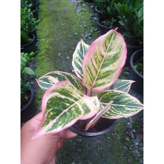 Aglaonema lucky pink สวยยอดนิยมแห่งยุค ไม้สะสมหายากกระถาง 6นิ้ว