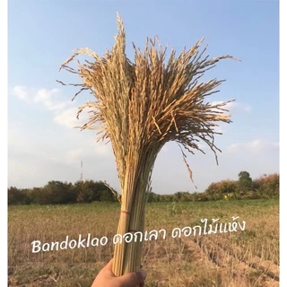รวงข้าว รวงข้าวจริงตากแห้ง (ขั้นต่ำ2กำรวมได้)รวงข้าวย้อมสี หญ้าแห้ง หญ้าย้อมสี