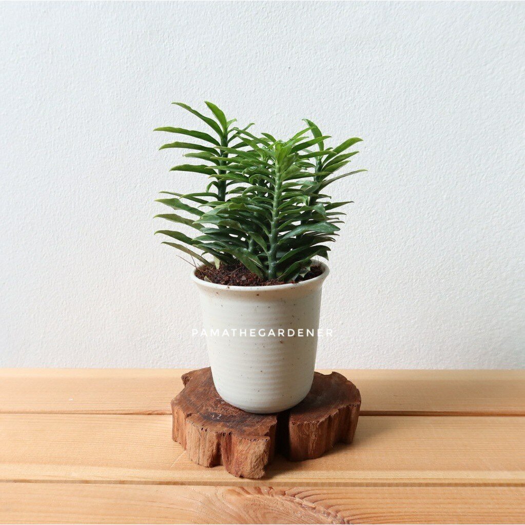 มุมมอง 3