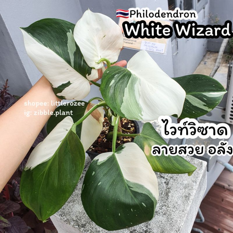 🇹🇭พร้อมส่ง philodendron white wizard ต้นไม้ฟอกอากาศ ไม้ด่าง ไม้สะสม