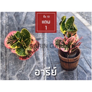 ต้นโกสนพันธุ์ อารีย์ ไซส์เล็ก กระถาง 5" สูง 15-20 เซนติเมตร ซื้อ 10 แถม 1  (จัดส่งแบบถอดกระถาง+รับประกันสินค้า)