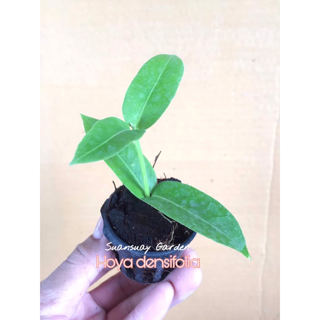 ต้น Hoya densifolia โฮยาดอกสีเหลือง ดอกหอม โตเร็ว จัดส่งในกระถางขนาด 1 นิ้ว