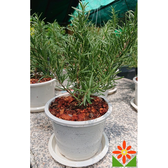 ต้นโรสแมรี่ กระถางขาว โรสแมรี่ Rosemary ในกระถางสีขาวและถาดรองน้ำ