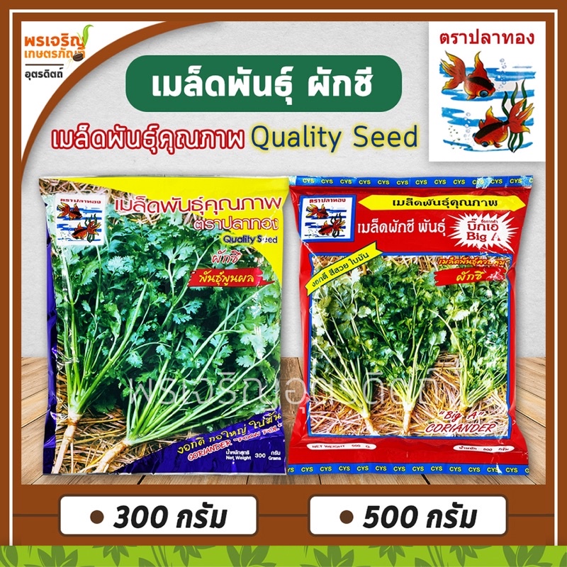 เมล็ดพันธุ์ผักชี ผักชีพูนผล ผักชีบิ๊กเอ ผักชีสามเอ (Quality Seed) เมล็ดผักชีถุงใหญ่ เมล็ดผักชีปลาวาฬ