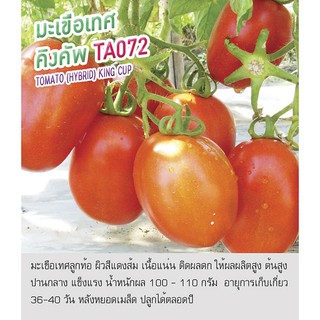 เมล็ดพันธุ์ มะเขือเทศ มะเขือเทศลูกท้อ คิงคัพ TA072 -Tomato King Cup ตราดอกแตง เมล็ดผัก คุณภาพ "เพื่อนเกษตรกร"