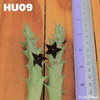 เก๋ง Huernia ดอกสีน้ำตาล (HU09) ตัดสด ยาว 15 เซนติเมตร