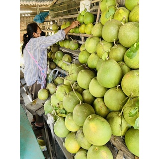 🍐 รับประกันความอร่อย!! ส้มโอขาวน้ำผึ้งแท้นครชัยศรี คัดสดๆจากสวน ขนาด 12นิ้วX6ลูก 🍐