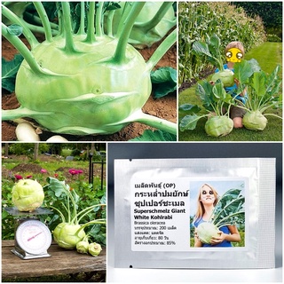 เมล็ดพันธุ์ กะหล่ำ ปมยักษ์  Superschmelz Giant White Kohlrabi Seed 200 เมล็ด คุณภาพดี ราคาถูก ของแท้ 100%