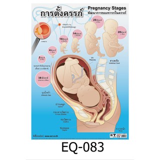 การตั้งครรภ์ EQ-083 สื่อโปสเตอร์ภาพ กระดาษ หุ้มพลาสติก