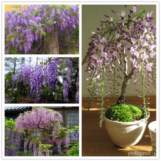 （อัตราการปลูกสูง）เมล็ดพันธุ์ วิสเทอเรีย บอนสี Wisteria Sinensis Flower Seeds 20 เมล็ด เมล็ดดอกไม้ ต้นบอนไซ ดอกไม้ปลูก Cl