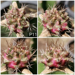 P11 -​ พิงค์​ไดมอนด์​ ไม้กราฟ Pink Diamond​ Cactus แคคตัส กระบองเพชร ไม้อวบน้ำ ไม้กราฟ ราคาถูก พิ้ง พิ้งค์ พิ๊ง พิ๊งค์