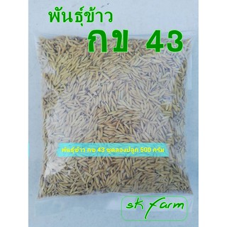 พันธุ์ข้าวกข43ขนาดทดลองปลูก500กรัมอายุเก็บเกี่ยว 90 วัน เป้นข้าวไม่ไวแสง ปลูกได้ตลอดทั้งปีชุด500กรัม