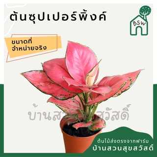 ซุปเปอร์พิงค์  ในกระถางพร้อมตั้ง