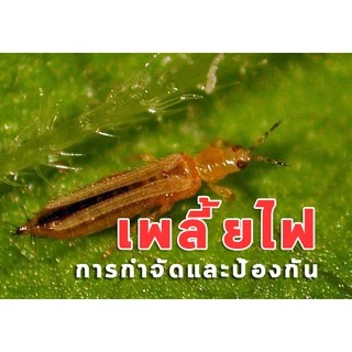 🐞 เซก้า ( 100 กรัม ) อะเซทามิพริด อะซีทามิพริด ป้องกันกำจัดแมลง ชนิดดูดซึม เพลี้ยอ่อน เพลี้ยหอย เพลี้ยแป้ง แมลงหวี่ขาว