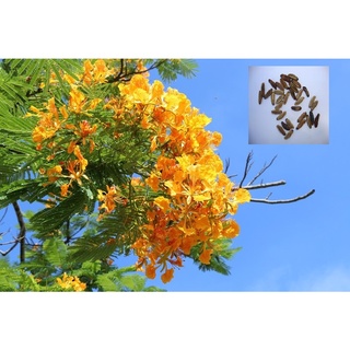 เมล็ดพันธุ์ หางนกยูงฝรั่ง 30 เมล็ด สีเหลือง Flame Tree, Flamboyant, Royal Poinciana