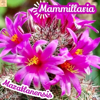 [แมมหนามตะขอแดง] Mammillaria Mazatlanensis ส่งพร้อมกระถาง แคคตัส Cactus Succulent Haworthia Euphorbia ไม้หายาก พืชอวบน้ำ