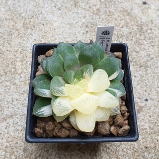 พร้อมส่ง!!ฮาโวเทีย Haworthia obtusa variegatedจัดส่งแบบล้างราก