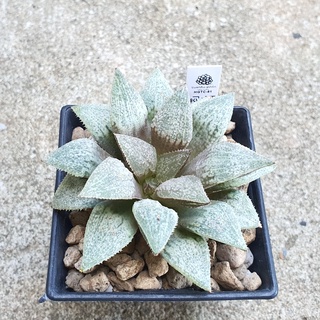 พร้อมส่ง!!ฮาโวเทีย Haworthia hybrid Powder Silver จัดส่งแบบล้างรากพร้อมป้าย