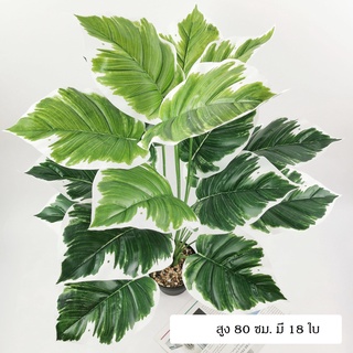 [พร้อมส่ง]ทั้งกระถางและหินต้นอโลคาเซีย(Alocasia) 80 ซม.