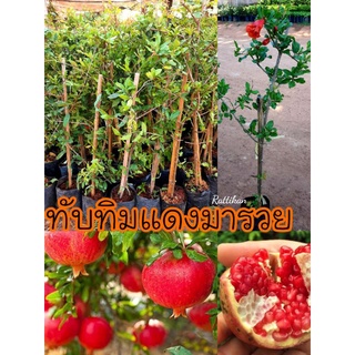 ต้นทับทิมแดงมารวย🌱☘ต้นไม้ผลและไม้มงคล🍊พร้อมส่ง (รับประกันสินค้าชำรุด)